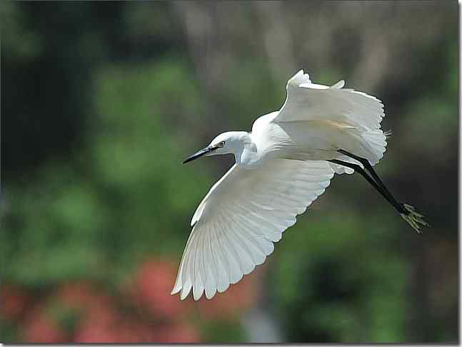 北戴河南戴河观赏鹭鸶 北戴河南戴河观赏鹭鸶