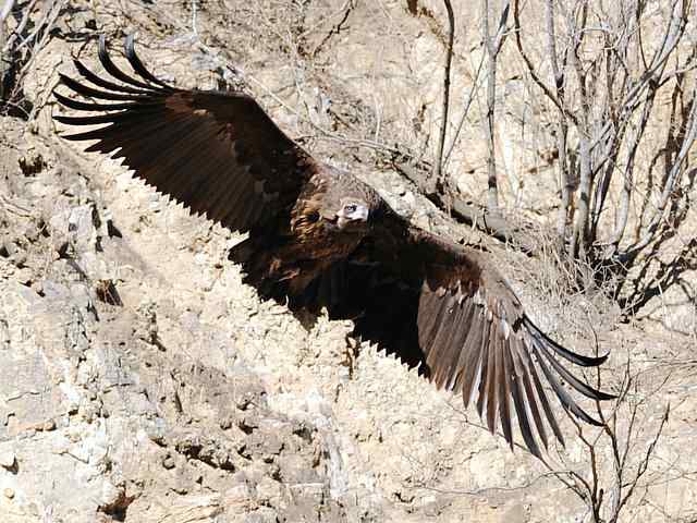 峡谷中 wbr. wbr沐浴阳光的秃鹫