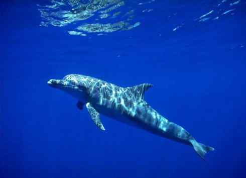 自然奇观：动物大迁徙(齿鲸类)