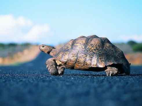 玄武：传说的兽原型探秘（象龟）