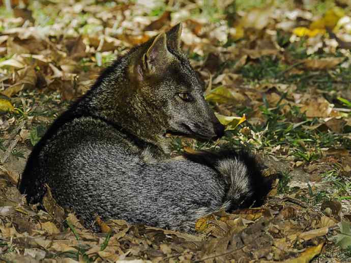 犬科：狐亚科食蟹狐属之食蟹狐