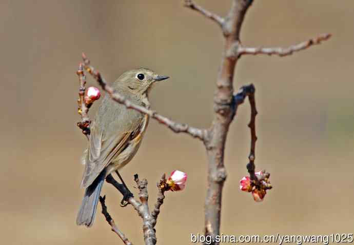 雌性红胁蓝尾鸲(39)