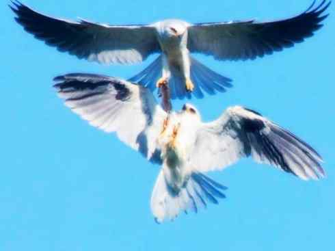白头鸟系列：另类的美丽（白尾鸢）
