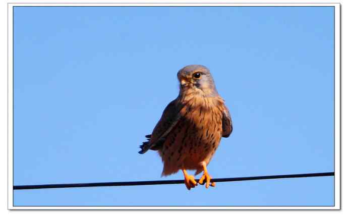 【鹰击长空--红隼雄姿】