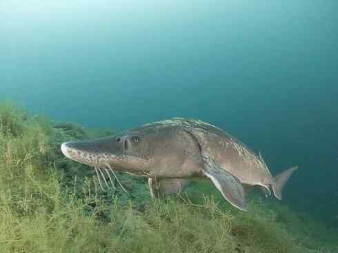 鱼类活化石:中华鲟 鱼类活化石:中华鲟