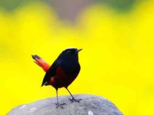 美丽无罪：雀鸟之溪鸲