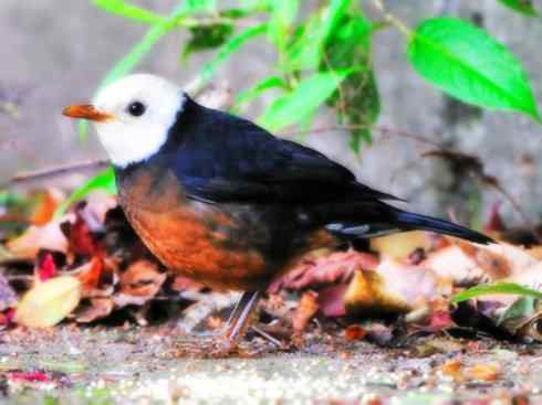 白头鸟系列:另类的美丽（岛鸫）