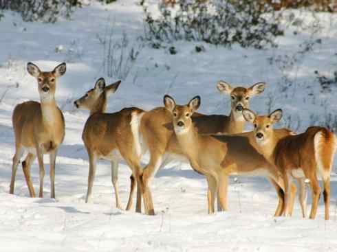 麒麟：传说的兽原型探秘（白尾鹿）