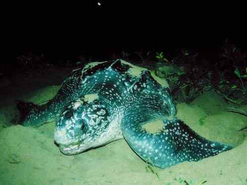 自然奇观：动物大迁徙(棱皮龟类)