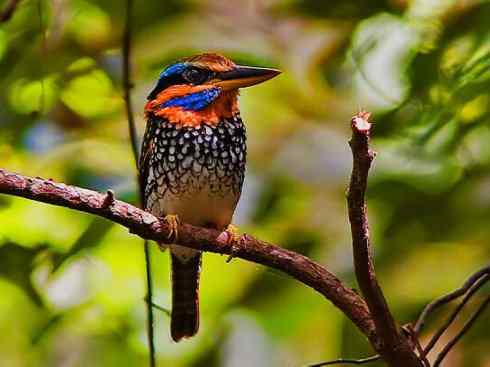 白头鸟系列:另类的美丽4 白头鸟系列:另类的美丽4