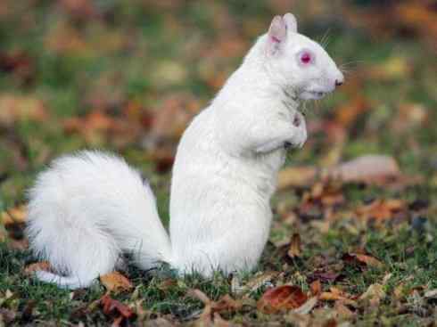 白虎：传说的兽原型探秘