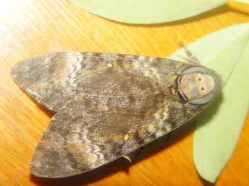 十大喜食蜂蜜动物:鬼脸天蛾 十大喜食蜂蜜动物:鬼脸天蛾