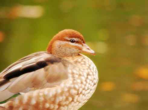 家禽驯化之源之十一