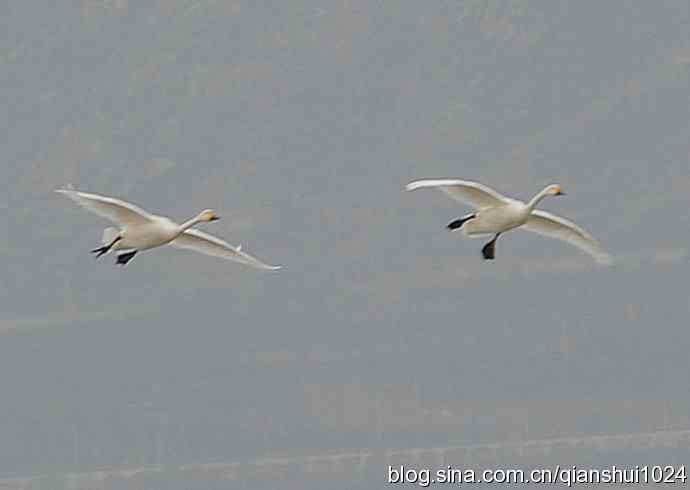 空中盘旋.赤麻鸭白天鹅(官厅水库)