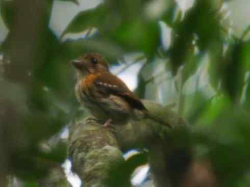 美丽无罪：雀鸟之阔嘴鸟