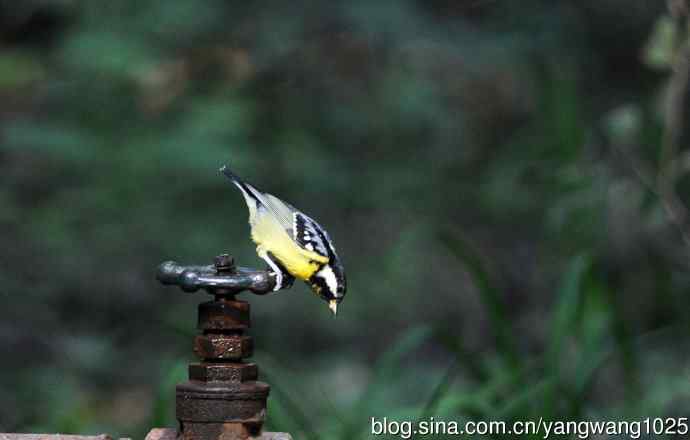 黄腹山雀（13）