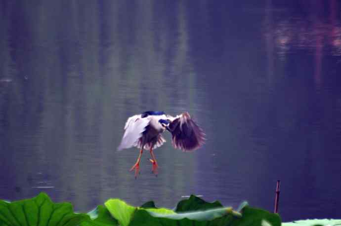 北海公园的夜鹭 wbr4