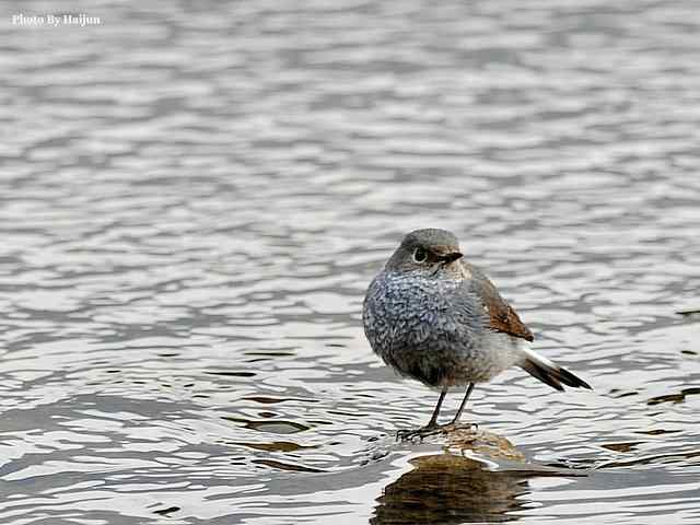 十渡的鸟儿看过来