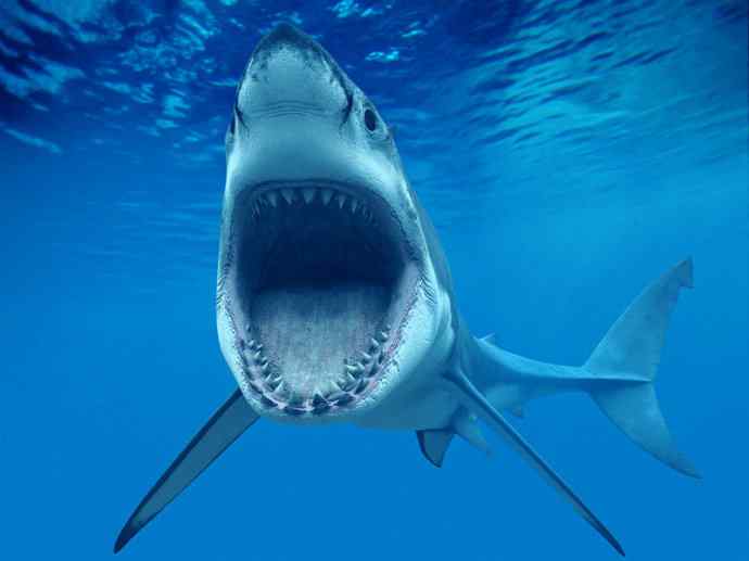 鱼类活化石：魔鬼鲨
