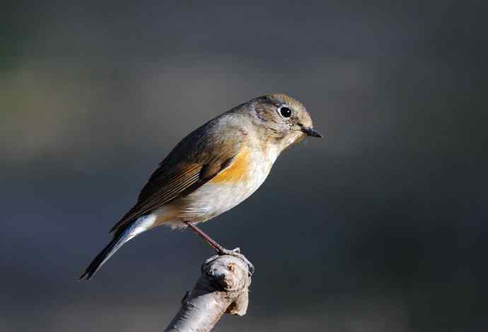 雌性红胁蓝尾鸲(41) 雌性红胁蓝尾鸲(41)