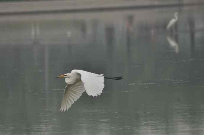 奥林匹克公园白鹭飞 wbr2