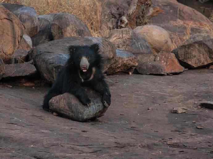 盘点十二大著名食蚁动物：懒熊