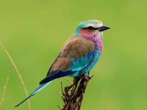 绝色攀禽：佛法僧目之佛法僧2