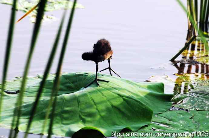 小小黑水鸡 小小黑水鸡