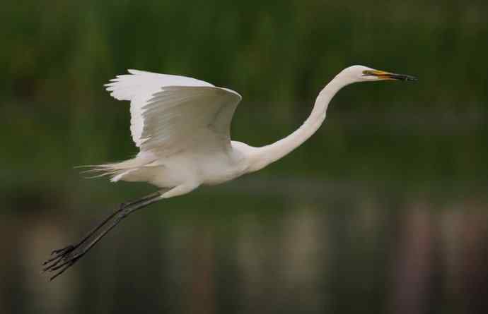 野生白鹭与都市的和谐相处