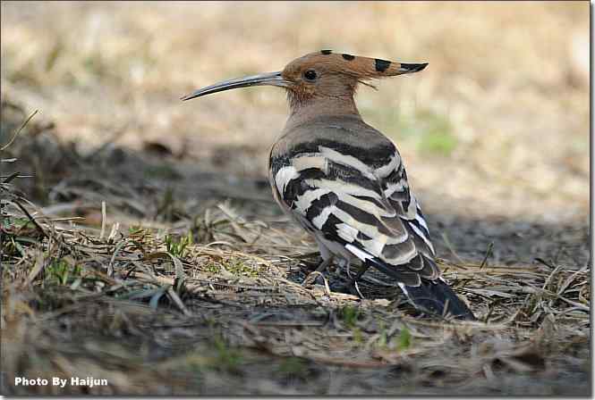  点击图片或使用键盘← →翻页