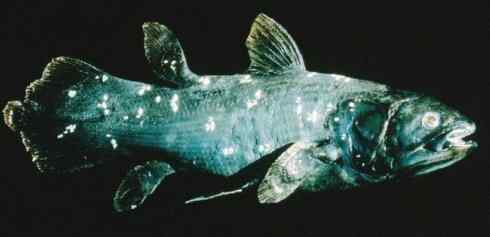 鱼类活化石：矛尾鱼