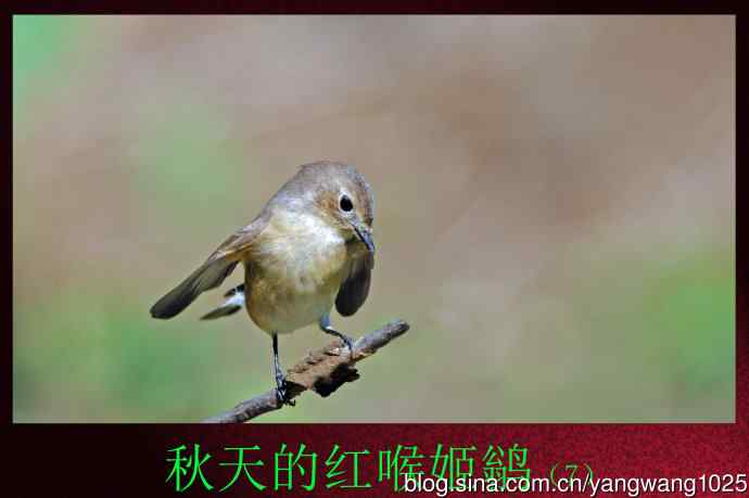 北京天坛公园的鸟类——秋天的红喉姬鹟（7）