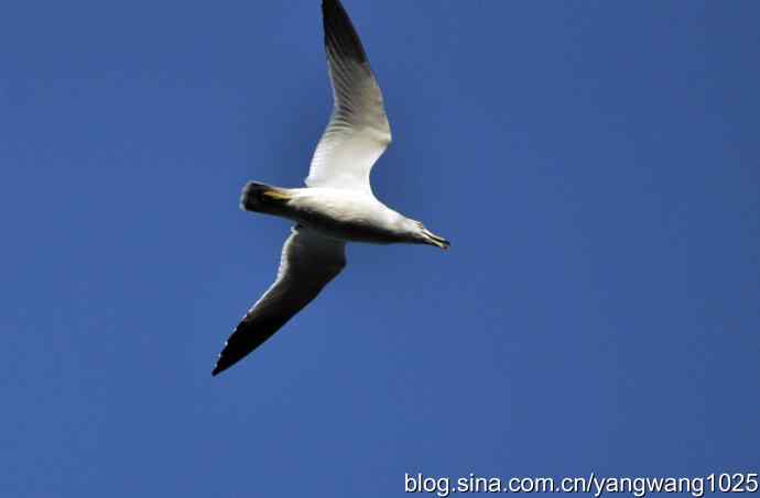 飞（海鸥）5