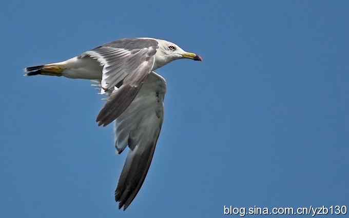 打到一只杓鹬,高兴ing鈥︹Γㄗ橥迹 打到一只杓鹬,高兴ing鈥︹Γㄗ橥迹