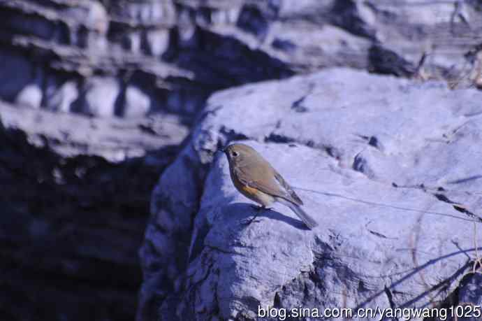 变焦(70-300)拍鸟儿【原版片】 变焦(70-300)拍鸟儿【原版片】