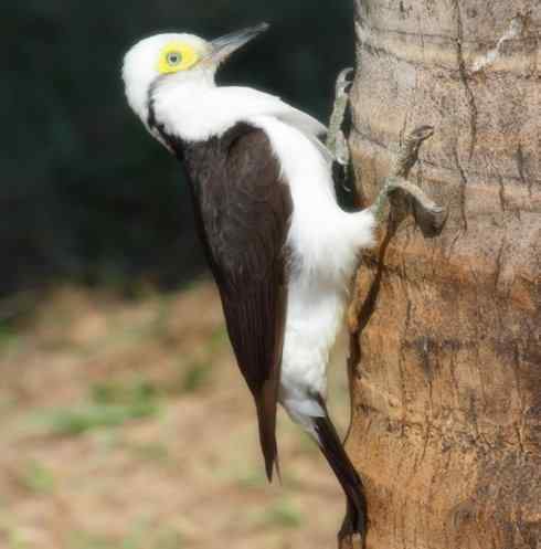 白头鸟系列:另类的美丽4 白头鸟系列:另类的美丽4