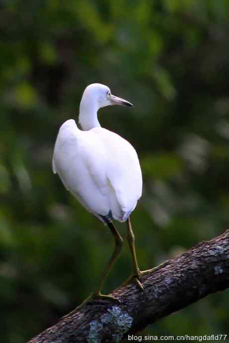 小白鹭
