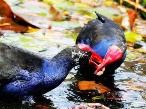 奇特的盔：紫水鸡