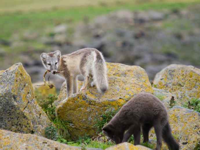 犬科：狐亚科之北极狐（雪鸮、雷鸟）