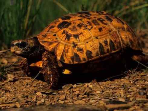 玄武：传说的兽原型探秘（象龟）