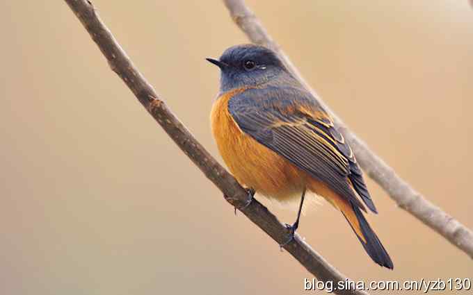 追踪了几个小时的密林精灵——蓝额红尾鸲（组图）