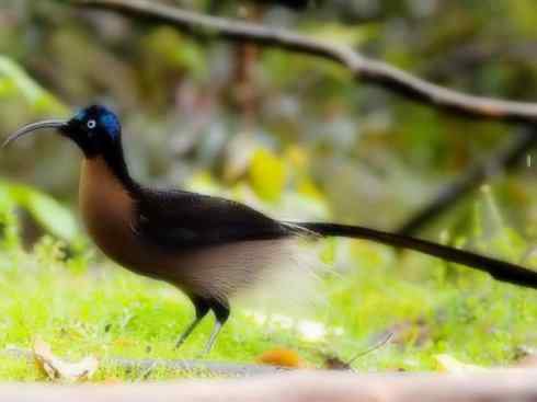 美丽无罪：雀鸟之极乐鸟