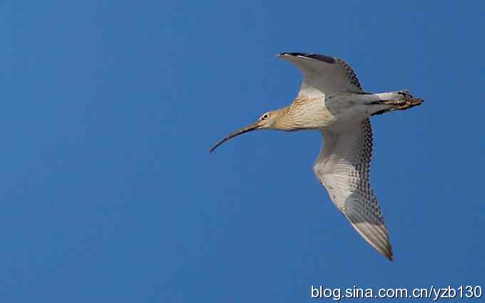 打到一只杓鹬,高兴ing鈥︹Γㄗ橥迹 打到一只杓鹬,高兴ing鈥︹Γㄗ橥迹