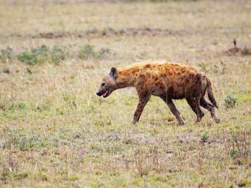 犬科：犬亚科犬属之西门豺、侧纹豺（胡狼类）
