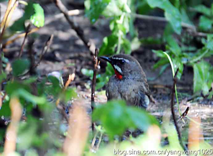 红喉歌鸲(雄性)续2 红喉歌鸲(雄性)续2