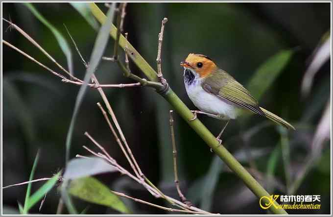 蓝鹀&bull;方尾鶲&bull;柳莺&bull;棕脸鶲莺&bull;戴胜【照片】
