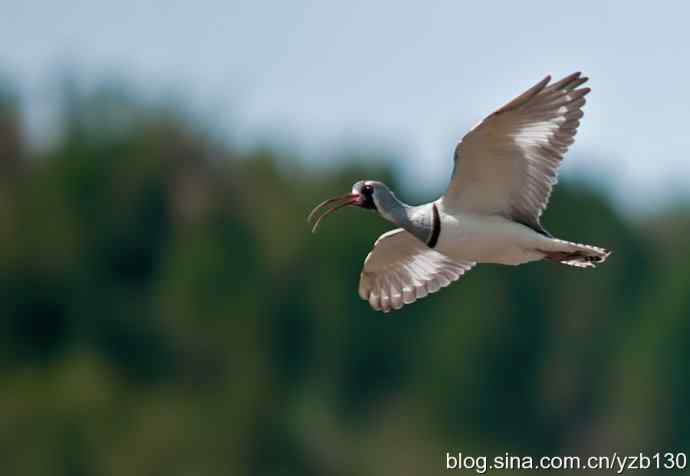 游白河峡谷，观鹮嘴鹬起落飞舞（组图，16张图片）