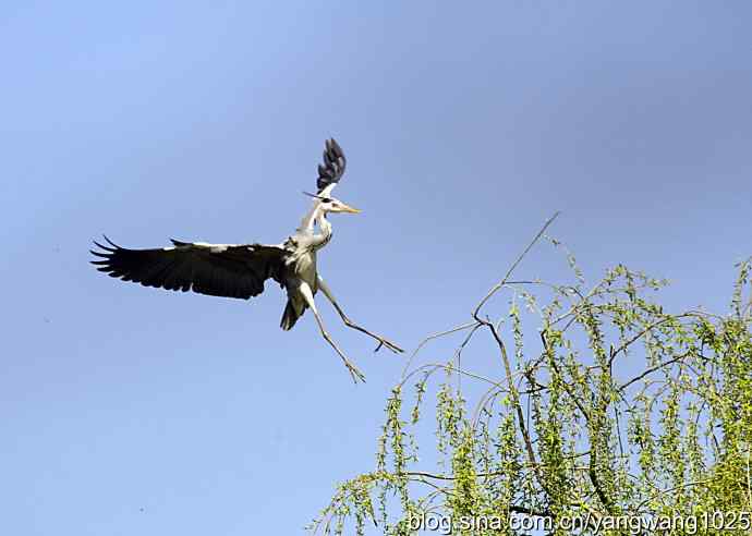 苍鹭 wbr2 苍鹭 wbr2