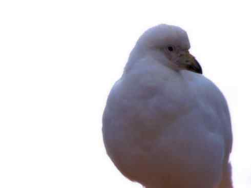 奇特的盔：白鞘嘴鸥