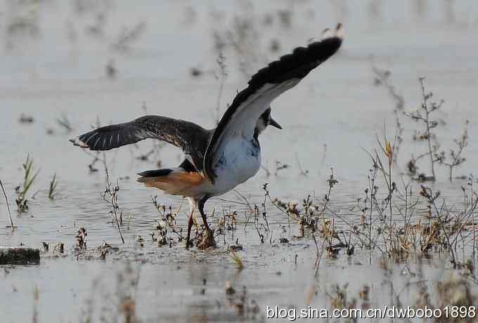 飞翔的凤头麦鸡